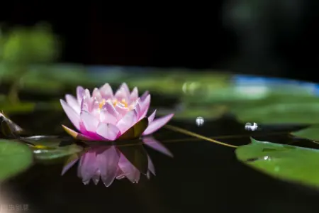 盆栽怎么养才能长得好 最容易养活的室内室外植物推荐(室内盆栽怎么养活)